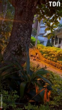 Un SDF filmé en train d'organiser une fête d'anniversaire pour ses chiens