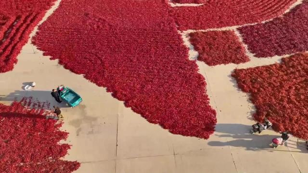 Çin'in Taonan Kentinde Kırmızı Biberlerin Satış Zamanı Geldi