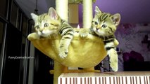 The best Funny Playing Cats and Dancing Kittens Compilation - Try not to laugh !