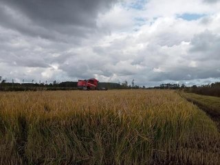 Terme'de çeltik hasadından 15 bin 500 ton rekolte bekleniyor