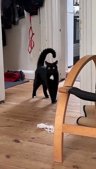 CAT HALLOWEN