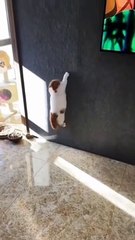 KUCING NYA SPIDERMAN NIH GUYS