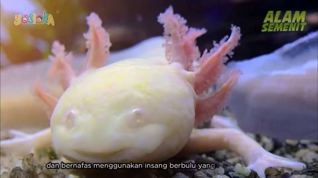 Kadal Aneh Ini Adalah Hewan Regeneratif - Axolotl @AlamSemenit_HD