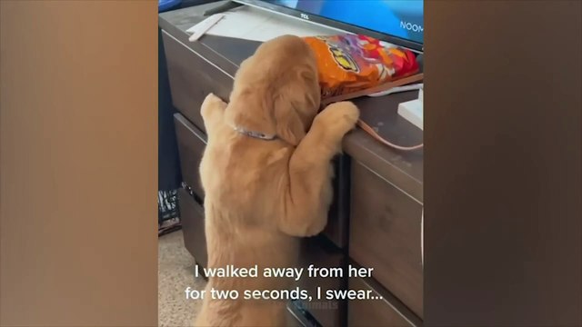 Самые смешные животные Приколы с котами и собаками 2022