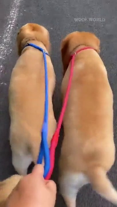 A COMPACT PAIR OF DOG | Animals world fun #funnydog