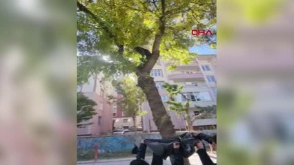VAN'DA, 2 GÜNDÜR AĞAÇTA MAHSUR OLAN KEDİYİ GENÇLER KURTARDI