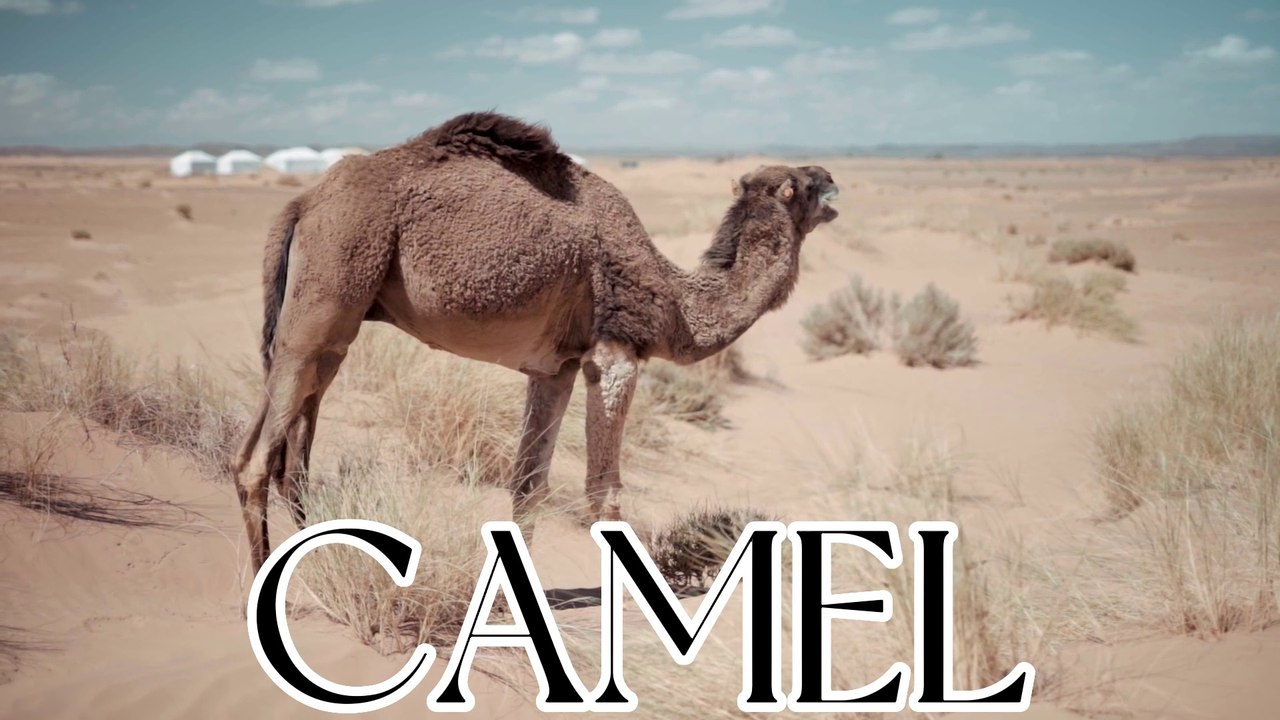 CAMEL - video Dailymotion