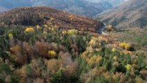 KASTAMONU - (DRON) Küre Dağları'na sonbaharın renkleri hakim oldu