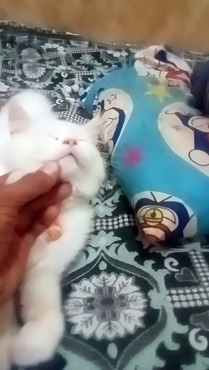 kucing lucu