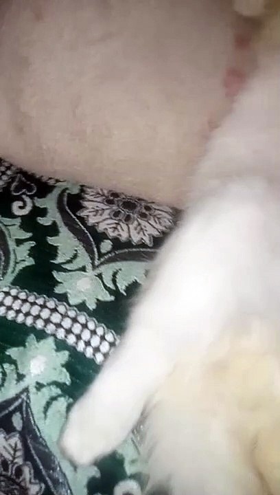 kucing lucu
