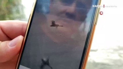 Türkiye'de üçüncü kez görüldü! Vatandaşlar o anları ölümsüzleştirdi