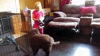 10-week-old Newfoundland puppy shows off his impressive strength