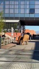 Mucche al pascolo sul ponte “Bucci” dell'Unical, tra risate e... bisogni (fisiologici)