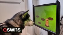 A company are fighting dog dementia - through video games