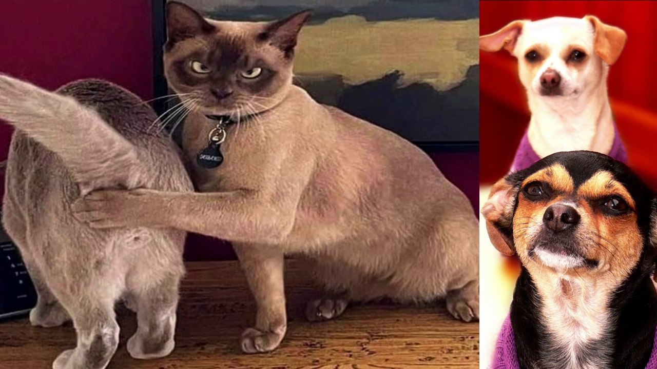 Funniest Animals Videos - Best Cats and Dogs Videos 2022!