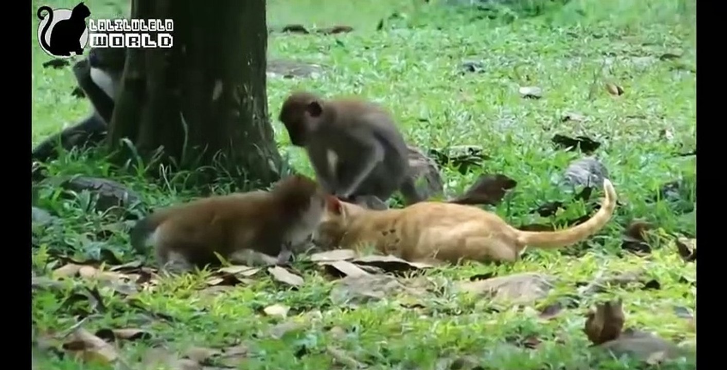 Funny cat