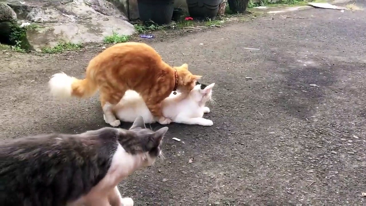 Kucing oren kawin,eh ada yg kepo,nunggu giliran