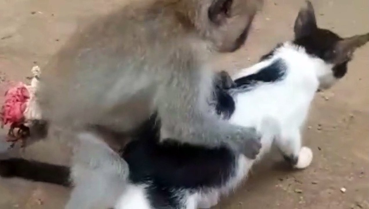 Gokilll...monyet kawin sama kucing bergilir