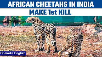 Video herunterladen: African cheetahs brought to India make 1st killafter release | Oneindia News *News