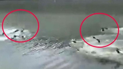 İki su samuru ailesinin büyük hesaplaşması! Görüntü kadar, kavga nedenleri de ilginç