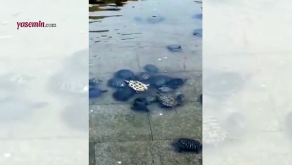 Ters dönen kaplumbağanın yardımına bakın kim koşuyor?