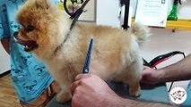 Pomeranian grooming - ASMR videos - Pomeranian dog - Pomeranian dogs - how to groom a dog