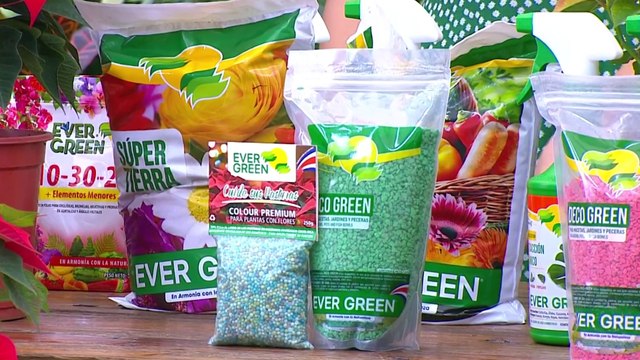 bd-publireportaje-evergreen-071122