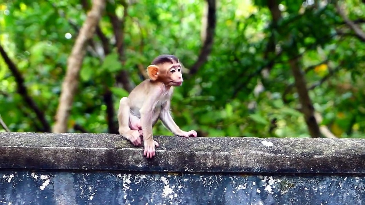 Looking So S cared....Mommy BRENDY Turning Back And See The Male Monkey   She Feels S cared of Him