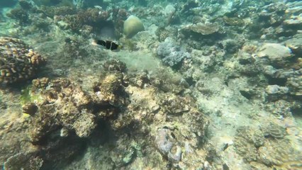 T20 World Cup trophy taken to the Great Barrier Reef