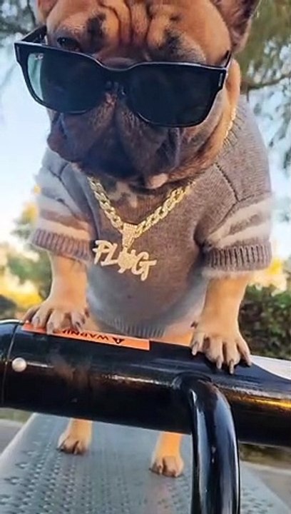 Respect for dog