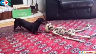 Funny Dog and Cat Video Halloween , Funny Dogs, Funny videos