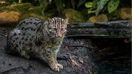 Quelles sont les particularités du chat viverrin dit "chat pêcheur" ?