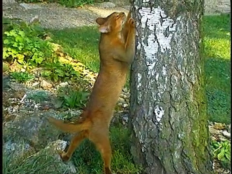 Was ist Was TV Staffel 1 Folge 13 HD Deutsch