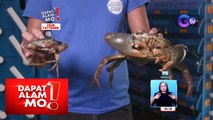 ‘Crab fattening’ o pagpapalaki ng sipit ng alimango, paano ginagawa? | Dapat Alam Mo!