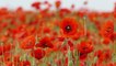 Remembrance day: Which side should you wear your poppy on?