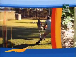 Crocodile Hunter Staffel 4 Folge 4 HD Deutsch