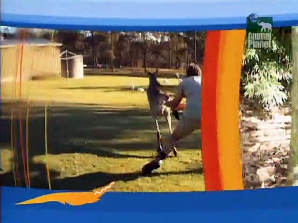 Crocodile Hunter Staffel 4 Folge 6 HD Deutsch