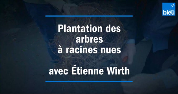 Plantation d'arbre à racines nues