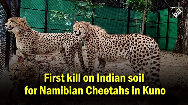 First kill on Indian soil for Namibian Cheetahs in Kuno