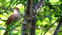 kicau burung di alam liar