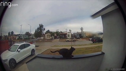 Cat Doesn't Quite Make It