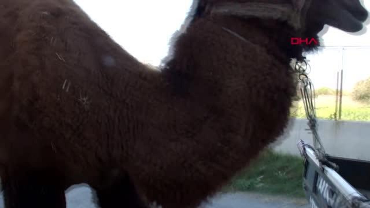 GÜREŞ DEVELERİ AT ARABASI VE TRAKTÖRLERLE ANTRENMAN YAPIYOR