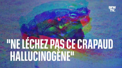 "Ne léchez pas ce crapaud hallucinogène": l'alerte des parcs nationaux américains