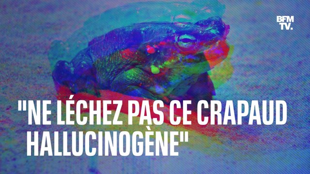 Ne léchez pas ce crapaud hallucinogène : l'alerte des parcs nationaux américains
