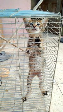 Cat #caat #cat 019 019 &