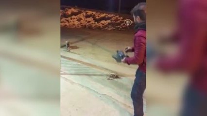 Esnaf aç kalan tilkiyi etle besledi