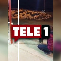 Şehre inen aç tilkiyi esnaf etle besledi