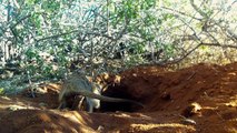 Neuesden Erdmännchen - Neue Abenteuer in der Kalahari-Wüste Staffel 1 Folge 3 HD Deutsch