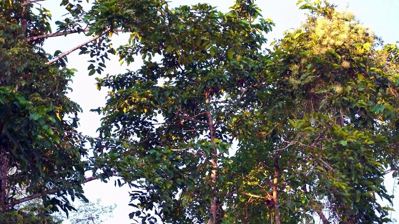 proboscis monkey