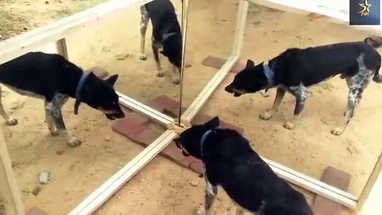 Mirror_Prank_Funny_Dog_Cow Monkey)